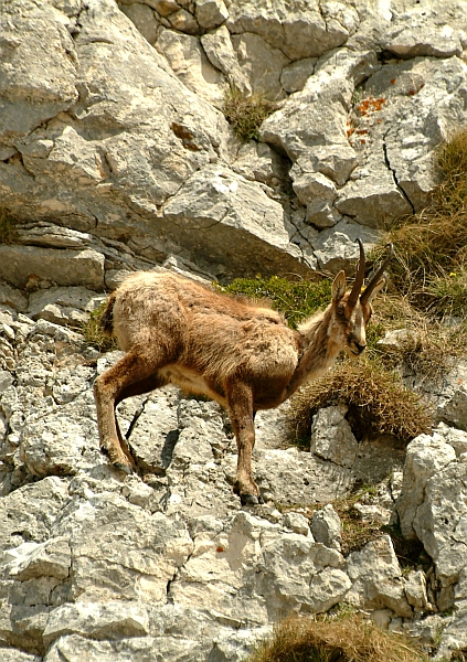 Camoscio d''Abruzzo Rupicapra pyrenaica ornata